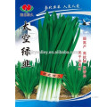 Hot and Cold Resistance Chinese Chives Seeds Leek Seeds For Growing Wider Leaves High Diesease Resistance-Space Green Leek